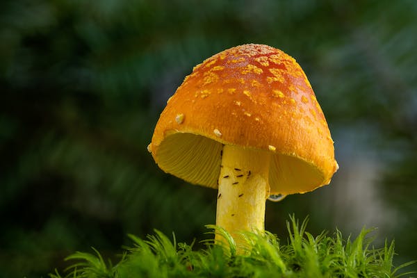 Can mushroom supplements help with physical performance and recovery?